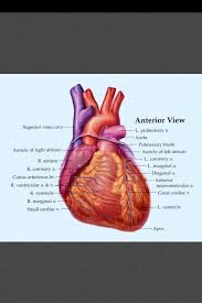 Pin By Acacia Raby On Human Heart Heart Anatomy Human Anatomy Drawing Human Heart