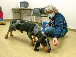 Find your furrever friend today! Rescued Puppy Mill Dogs Now Being Put Up For Adoption