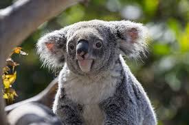 Queensland Koala Koala Koala Bear Cute Animals