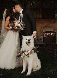 Include Your Dog In Your Wedding Gorgeous Photo Ideas Of Wedding Pets Samoyed Dog In Wedding Wedding Pets Wedding Picture Poses Wedding Photos