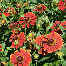 Image result for Helenium autumnale
