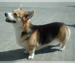 The welsh corgi comprises two distinct breeds, the cardigan welsh corgi, which is the larger of the two, and the pembroke welsh corgi, which is more common. Pembroke Welsh Corgi Puppies For Sale In Missouri Usa Page 1 10 Per Page Puppyfinder Com