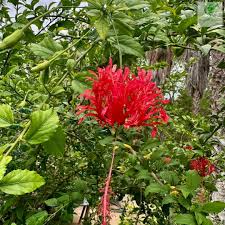 Image result for Hibiscus schizopetalus