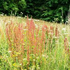 Image result for Rumex acetosella