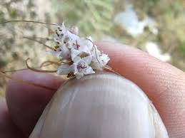 Image result for Cuscuta planiflora