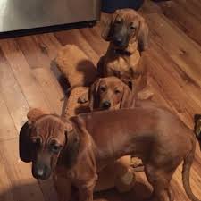 Some particularly lucky dogs, cats, and hens have even inherited fortunes in the millions. Our Dog Food Fund Pet Boarding Photos Facebook