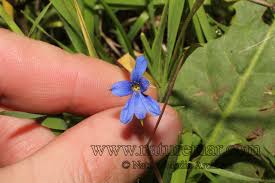 Image result for Tecophilaeaceae