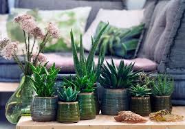 Plante grasse feuille verte et blanche. 6 Plantes Increvables Pour Celles Qui N Ont Vraiment Pas La Main Verte Elle Decoration