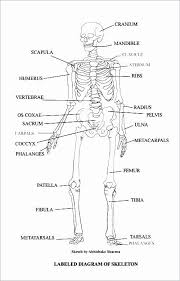 25 Printable Anatomy Labeling Worksheets Softball Wristband Template In 2020 Human Skeleton Anatomy Human Body Systems Body Systems