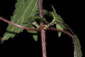 Image result for Droguetia iners