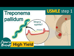 Image result for Treponema