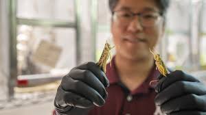 SDG 14 Life Below Water