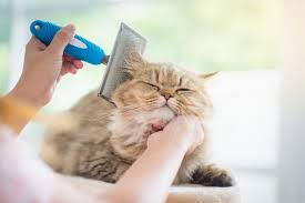 Check out our guide with the top brands this year and choose a model your cat will enjoy. The Best Cat Shedding Combs To Remove Excess Hair The Cat Loop