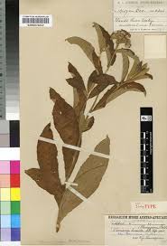 Image result for Vernonia hirsuta