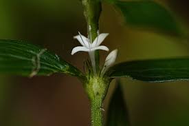 Image result for Spermacoce princeae