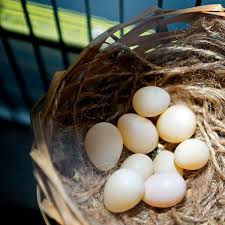 So far i have not seen the mommy bird come back for her nest. Moving A Finch Egg Finch Zebra Finch Bird Eggs