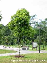 Image result for Syzygium niassense