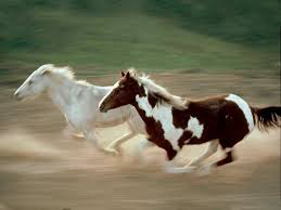 صور حصان خلفيات خيول عربيه جميله صباح الورد