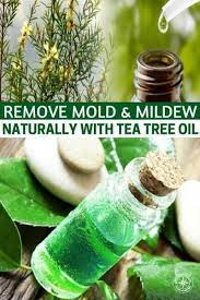 How To Remove Mold Mildew Naturally With Tea Tree Oil Tea Tree Oil Is Well Known For Its Anti Bacterial And Anti Mold Remover Tea Tree Oil Mold And Mildew