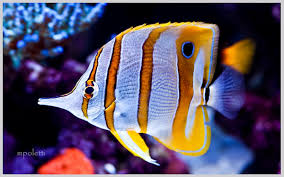 Copperband Butterfly Fish For Aiptasia Anemone Control - Youtube