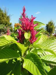 Check spelling or type a new query. Planting Tip Winter Blooming Plants Abound