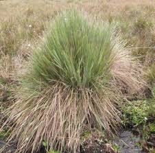 Image result for Eriochrysis