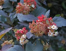 Like the species, it is an upright, spreading, somewhat coarse, deciduous shrub. Great Shrub Physocarpus Opulifolius A Way To Garden
