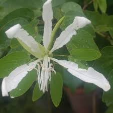 Image result for Bauhinia macrantha