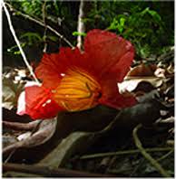 Image result for Fernandoa magnifica