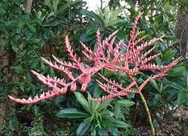 Image result for Rawsonia