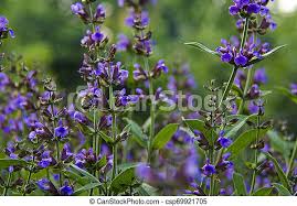 And just when it doesn't seem like this shrub could get any better, it puts on an impressive flower display. Medicinal Herbs Sage Shrub With Green Leaves And Purple Flowers Grows In The Garden Next To The Cherry Tree Amid The Stormy Canstock