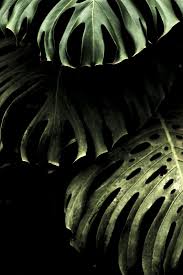 Those Leaves Www Lab333 Com Www Facebook Com Pages Lab Style 585086788169863 Www Lab333style Com Lablikes Tumblr Com Www Plants Planting Flowers Green Plants