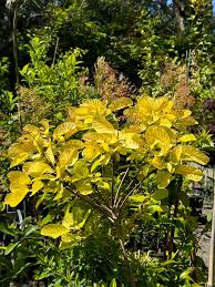 Image result for Cotinus coggygria