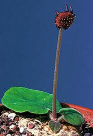 Image result for Impatiens mildbraedii