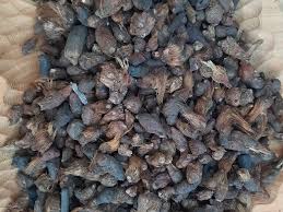 Image result for Buchnera nuttii