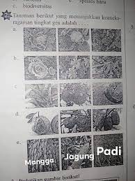 Maybe you would like to learn more about one of these? Tumbuhan Yang Menunjukan Keanekaragaman Tingkat Gen Brainly Co Id