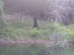 Pictures Were Reportedly Snapped On July 4th On Table Rock Lake Near Kimberling City Missouri And Appear To Show An Ex Bigfoot Photos Bigfoot Kimberling City