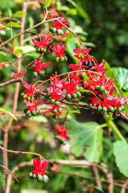 Image result for Ochna atropurpurea