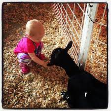 Checking Out The Petting Zoo At Sarodeo San Antonio Zoo Zoo Animals Texas Travel