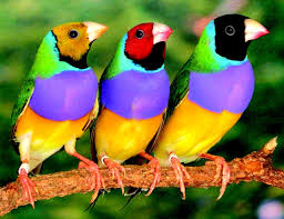 Bird With Red V On Back Of Head Red Dominates Black Agonistic Signalling Among Head Morphs In The Colour Polymorphic Gouldian Finch Pet Birds Australian Birds Colorful Birds