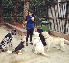 No national dog trainer certifying body exists in india, so you can think of a certification as a diploma from the dog training academy you choose. Inspiring Job All About Becoming A Canine Behaviourist In India Indspire Me