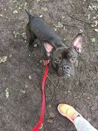 For the last month and a half our poor lucas has been living at a boarding kennel in spain. Tyson 2 Year Old Male French Bulldog Cross Staffordshire Bull Terrier Available For Adoption