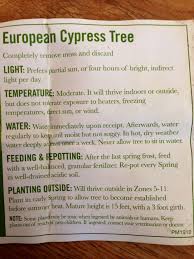 Buy cypress tree seeds and get the best deals at the lowest prices on ebay! European Cypress Tree Care Instructions Tree Care Cypress Trees Bonsai Plants