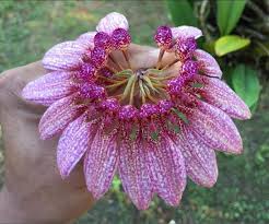 Image result for Bulbophyllum burttii