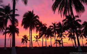 Beach Sunset Palm Tree Tumblr Desktop Background