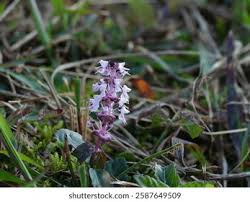 Image result for Platostoma