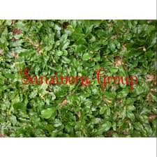 Jual rumput gajah mini menerima jasa penanaman rumputkami menawarkan jenis rumput dengan kualitas terbaik yang dibudidayakan oleh petani rumput yang sudah. Harga Rumput Mini Terbaik Taman Perlengkapan Rumah Juni 2021 Shopee Indonesia