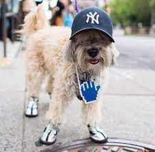 Ny Yankee Dog Clothes From Thedogist Dog Clothes Maltipoo Ny Yankees