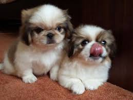 Black And White Pekingese Puppies For Sale Pekingese Puppies For Sale Jacksonville Fl Pekingese Puppies Pekingese Puppies For Sale Puppies