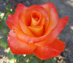 Maybe you would like to learn more about one of these? Photo Of Rose Rosa Octoberfest Uploaded By Clcroses Plants Rose Beautiful Flowers